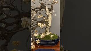 Flowering Bonsai trees #bonsai #flowers