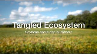 Tangled Ecosystem: Soybean and buckthorn