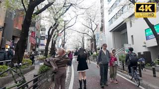 Sakura Takes Over SHIBUYA! [4K 60fps ASMR]