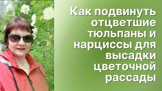 Отцвели первоцветы: как освободить место для летников и вернуть декоративность клумбе