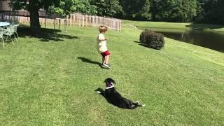 Best Dog Training in Charleston, Ruby, Border Collie Rescue