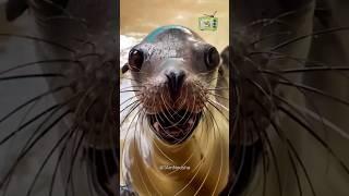These 4 Animal Sounds Will Blow Your Mind!  #asmr #crocodile #unexpected