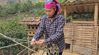 Making nests for chickens, Ly Vy Ca's life after having a new water source