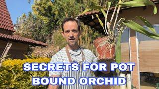 Magical trade secrets for pot bound orchids