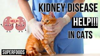 How to help Cats  A Kidney Disease - Superfood & Supplements