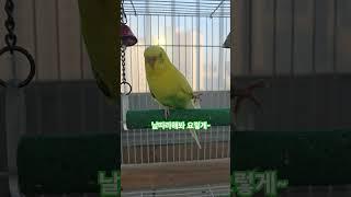 #사랑앵무# 다리 올려~# 앵이들의 세상