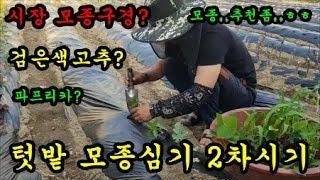 텃밭농사 시장에서 모종구입 모종심기 텃밭가꾸기 텃밭작물추천 청도달콤한농장