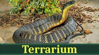 Тигровая змея (лат. Notechis scutatus)