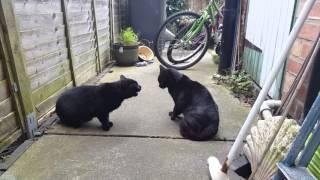 Screaming Black Cat Fight