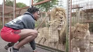 Speed barks at lion  #speedylive