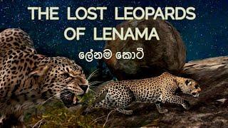 The Lost Leopards of Lenama | Sri Lanka