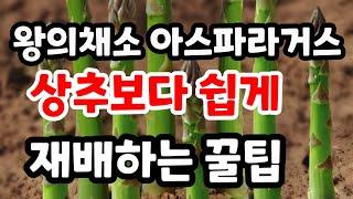 왕의채소 아스파라거스 상추보다 쉽게 재배하고 평생먹는법 텃밭 없이도 아스파라거스 키우는법 숙취 해소에 좋은 식품#산채#봄나물#아스파라거스요리#아스파라거스효능#아스파라거스씨앗발아