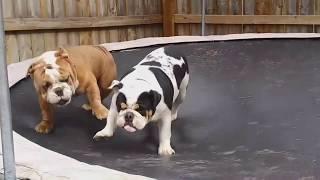 Dogs On Trampolines Compilation