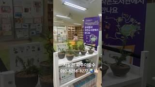 파주 지역강사 분재10059 #한국유일_기무라마사히코_제자 #백석문화대학교_화훼플로리스트과 #파주이광수 #파주 #분재 #특수목 #worldtourbonsai️