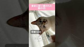 食欲に取り憑かれた猫の1日 #shorts