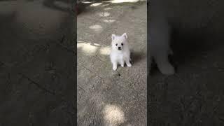 #dog ##Pom