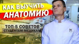 КАК ВЫУЧИТЬ АНАТОМИЮ / СОВЕТЫ СТУДЕНТАМ - МЕДИКАМ