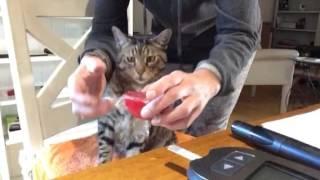 Best tips for taking cat's blood sugar at home