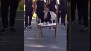 monkey crew