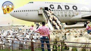 MAIOR TRANSPORTE DE GADO DA HISTÓRIA! - Recorde de Exportação de Boi Avião e Navio!