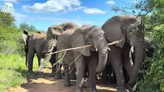 An Encounter with the Wild Elephant Herd and a Lone Lioness 