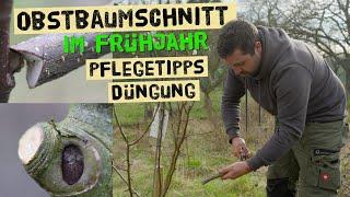 Pruning fruit trees in spring - Fertilize fruit trees properly now - Care tips from the tree prof...