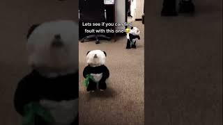 DRESSING CUTE DOGS AS PANDAS | CUTEST DOGS ALIVE 