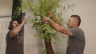 Bald Cypress Wiring with Evan Pardue and Special Guest, Justin Dardenne