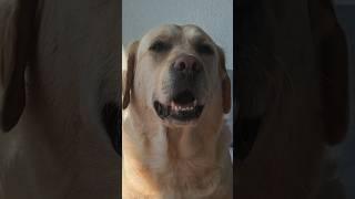 BAZYL UMIE W TRENDY  #labrador #labradorretriever #funny #comedy #śmiesznefilmiki #funnydogs