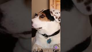 When you mix a Dalmatian with a Beagle, you get a: