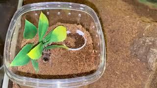 Alfonso Faustino: Arogog: Brachypelma Hamorii Spiderling