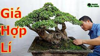Video toàn cây đẹp giá hợp lý giới thiệu ae chơi cây cảnh bonsai️BShp(Mr.Đại 0967828345)