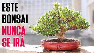 Este bonsai no se irá nunca de Kaeru-En 蛙園