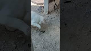 고양이 방울이가 뱀을...