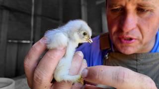 Hatching as Many Chicks as Possible!