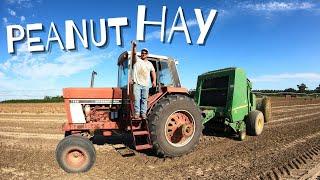 Picking Peanuts and Baling The Hay