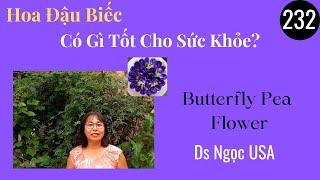 Ds Ngọc USA # 232. HOA ĐẬU BIẾC CÓ GÌ TỐT CHO SỨC KHỎE? HEALTH BENEFITS OF BUTTERFLY PEA FLOWERS