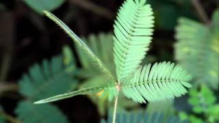 Touch-me-not plant/sensitive plant (mimosa pudica) leaves in action | लाजाळूचे झाड