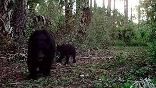 Share the Landscape: With Black Bears