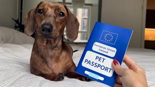 Mini dachshund gets his Irish passport! 