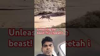 Unleashing the beast! This cheetah is on thehunt#showcasing its#incredible#speed#andagility #wild La