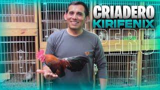 Visita al Criadero de KIKIRIKIS de Roberth Silva | KIKIRIKIS Perú  | Orla Tenorio