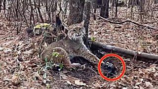 Man saves wildcat from iron trap, but then it does something shocking to him