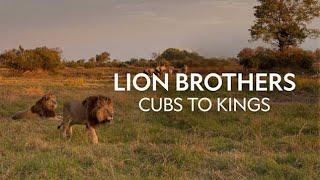 LION BROTHERS | CUBS TO KINGS | discovery channel video hindi animal | Wildlife Documentary in Hindi