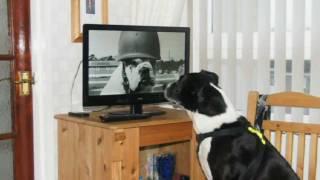 Dog and Tele