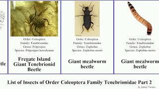 List of Insects of Order Coleoptera Family Tenebrionidae Part 2 eleodes gonocephalum beetle lagria