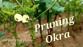 Pruning Okra, for just a few Plants