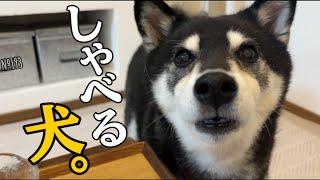 声色を変えて流暢に文句を言ってくる柴犬が可愛すぎた（№193）