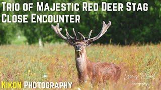 Wildlife Photography - Red Deer Stags | Nikon Z System