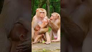 Most Attractive & Funny Family Monkey Clip | Secret To Live Peacefully For Animals #cute